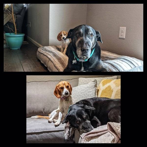 From A Small Puppy To A Big Dog (29 pics)