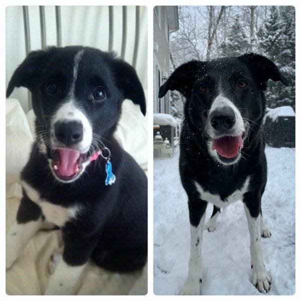 From A Small Puppy To A Big Dog (29 pics)