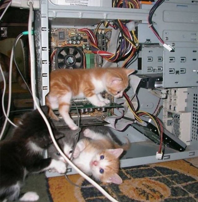 Funny Cats In Unexpected Places (40 pics)