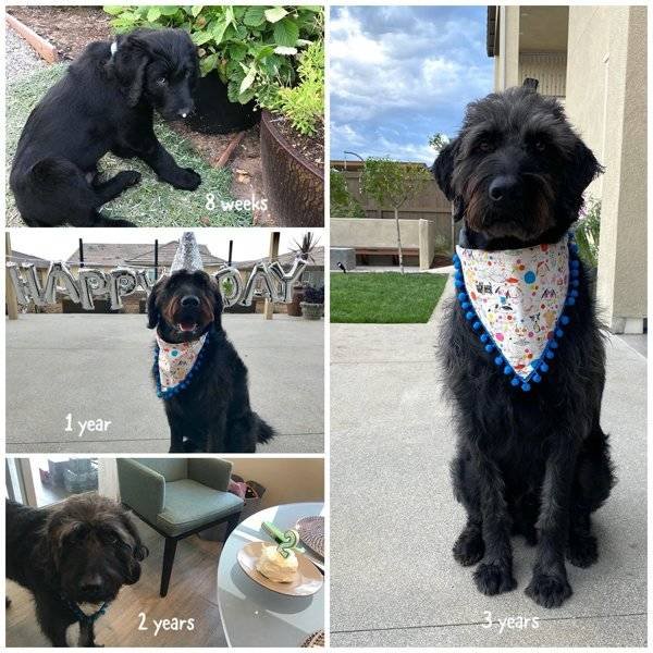 From A Small Puppy To A Big Dog (29 pics)
