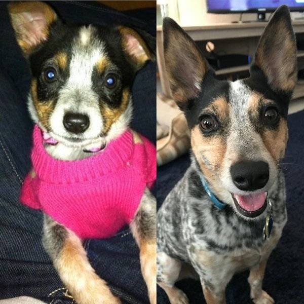 From A Small Puppy To A Big Dog (29 pics)