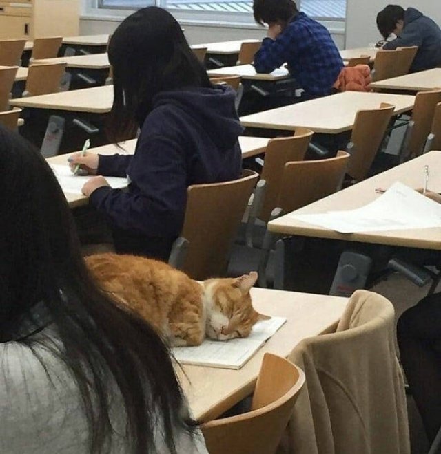 Funny Cats In Unexpected Places (40 pics)