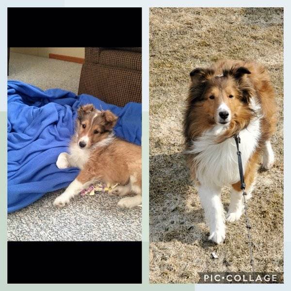 From A Small Puppy To A Big Dog (29 pics)