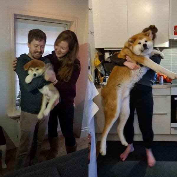 From A Small Puppy To A Big Dog (29 pics)