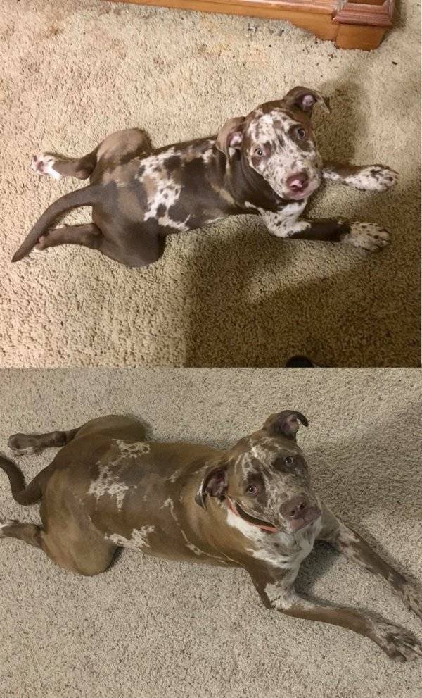 From A Small Puppy To A Big Dog (29 pics)
