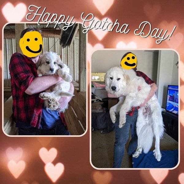 From A Small Puppy To A Big Dog (29 pics)