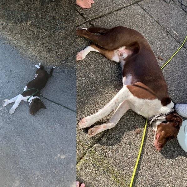 From A Small Puppy To A Big Dog (29 pics)