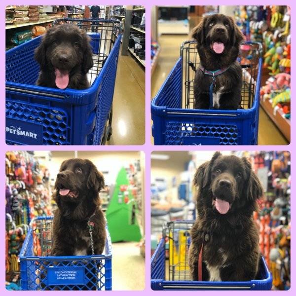 From A Small Puppy To A Big Dog (29 pics)