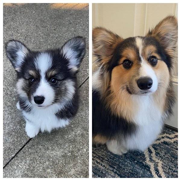 From A Small Puppy To A Big Dog (29 pics)
