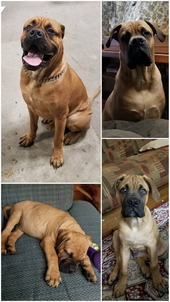 From A Small Puppy To A Big Dog (29 pics)