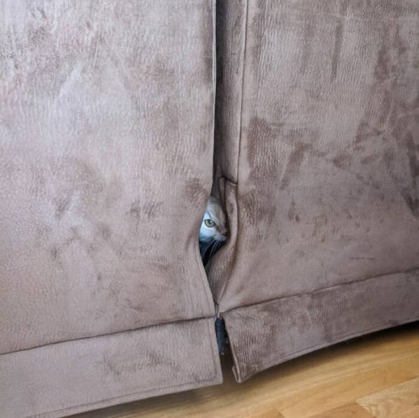 Funny Cats In Unexpected Places (40 pics)