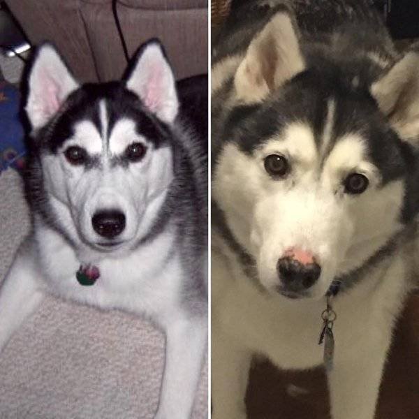 From A Small Puppy To A Big Dog (29 pics)