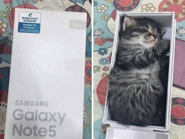 Funny Cats In Unexpected Places (40 pics)