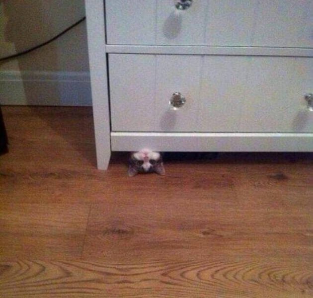 Funny Cats In Unexpected Places (40 pics)