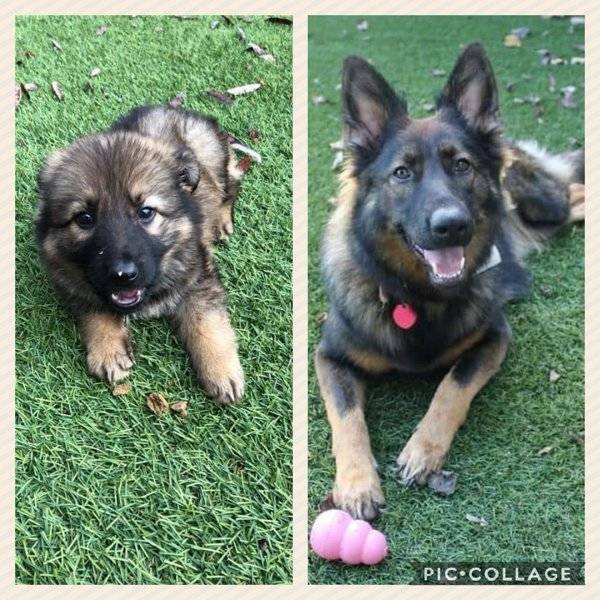 From A Small Puppy To A Big Dog (29 pics)