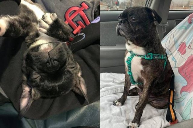 From A Small Puppy To A Big Dog (29 pics)