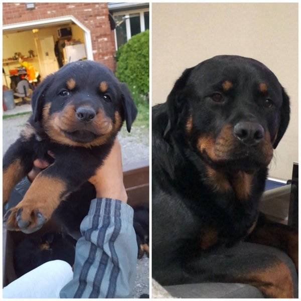 From A Small Puppy To A Big Dog (29 pics)