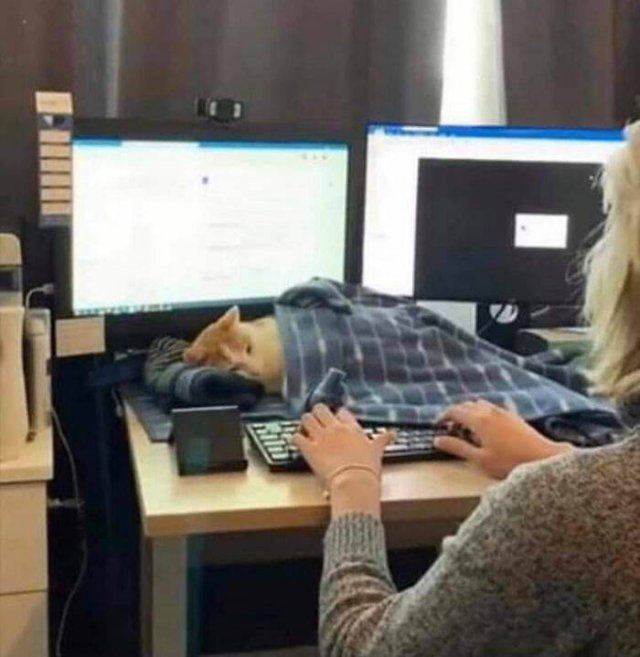 Funny Cats In Unexpected Places (40 pics)