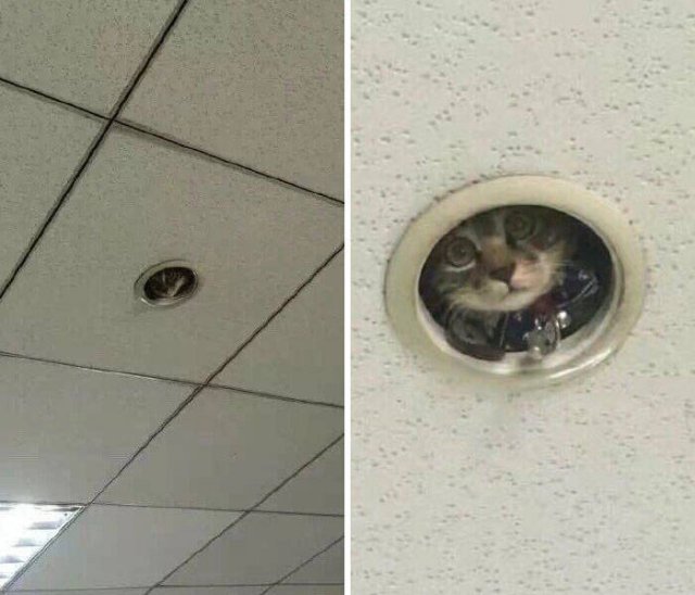 Funny Cats In Unexpected Places (40 pics)