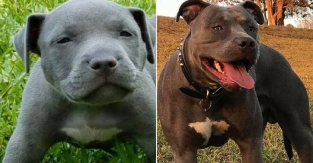 From A Small Puppy To A Big Dog (29 pics)