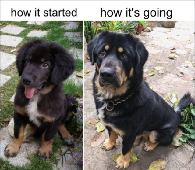From A Small Puppy To A Big Dog (29 pics)