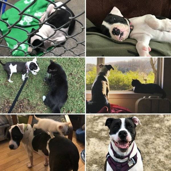 From A Small Puppy To A Big Dog (29 pics)