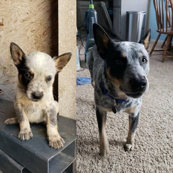 From A Small Puppy To A Big Dog (29 pics)