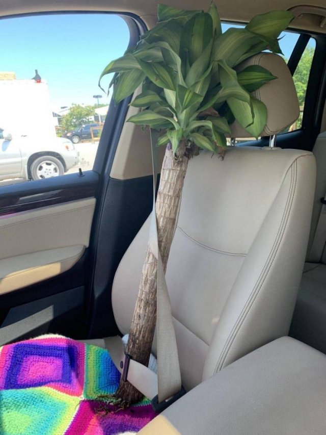 What Is Going On Here? (49 pics)
