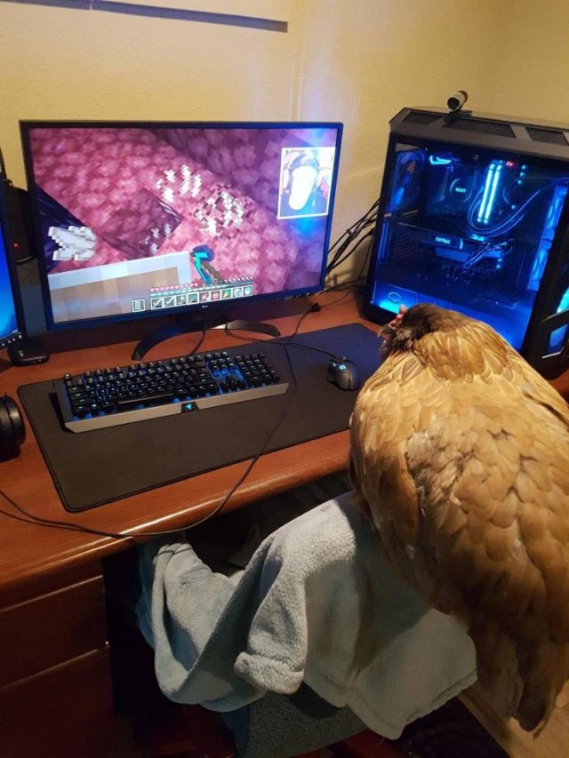 What Is Going On Here? (49 pics)
