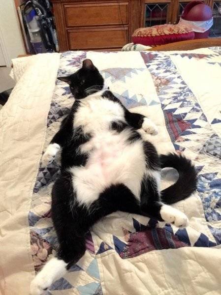 Unusual Facts About Cats (22 pics)