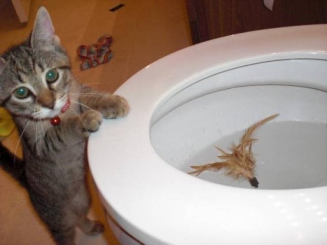 Unusual Facts About Cats (22 pics)