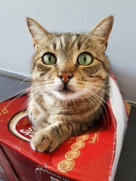 Unusual Facts About Cats (22 pics)