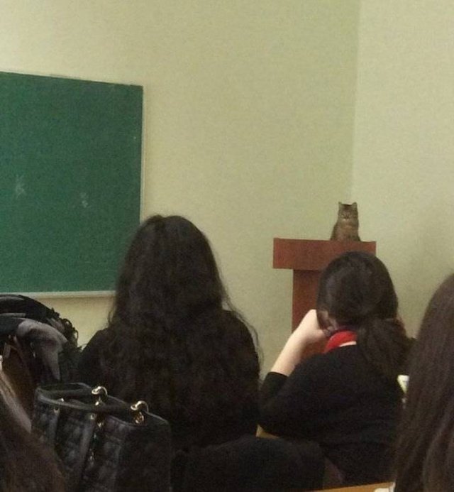 They Can Rule The World (20 pics)