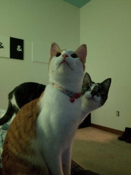 Unusual Facts About Cats (22 pics)