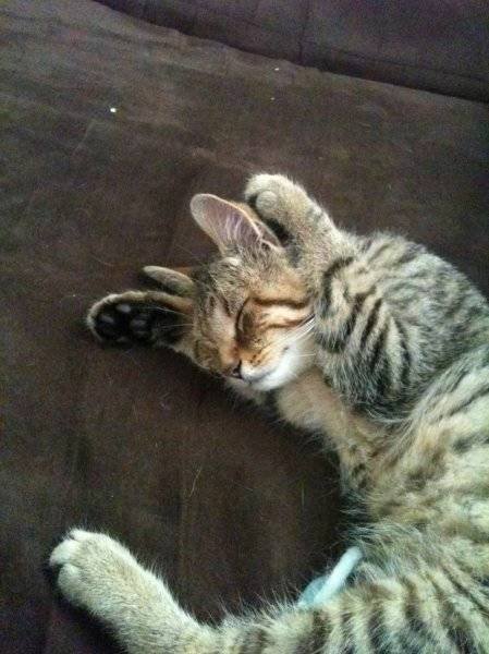Unusual Facts About Cats (22 pics)