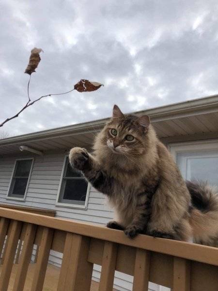 Unusual Facts About Cats (22 pics)