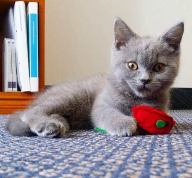 Unusual Facts About Cats (22 pics)