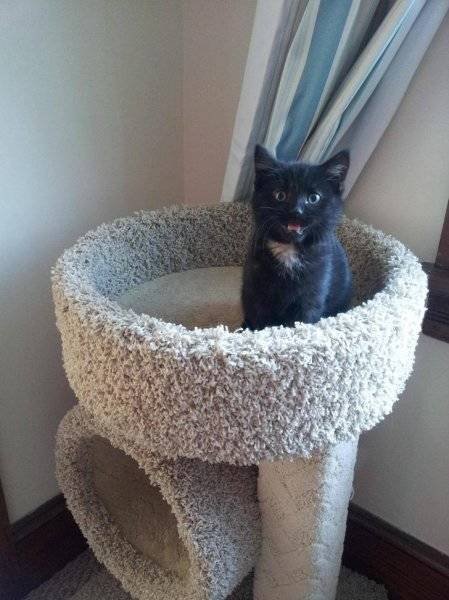 Unusual Facts About Cats (22 pics)