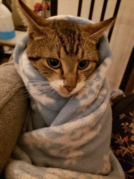 Unusual Facts About Cats (22 pics)