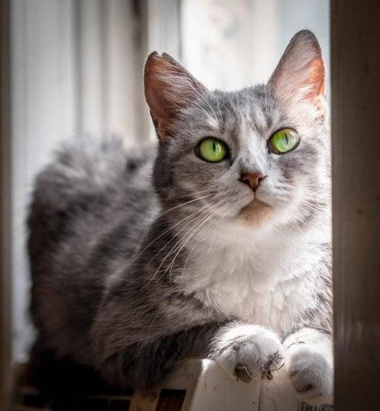 Unusual Facts About Cats (22 pics)