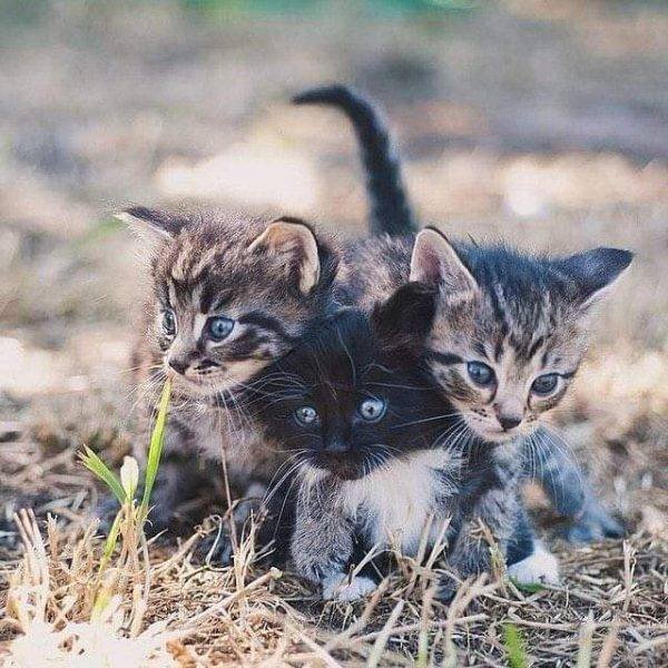 Unusual Facts About Cats (22 pics)