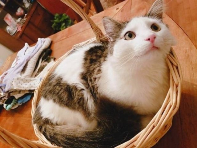 Unusual Facts About Cats (22 pics)