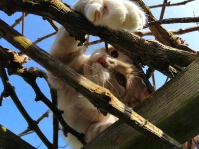 Unusual Facts About Cats (22 pics)