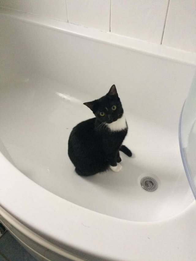 Unusual Facts About Cats (22 pics)