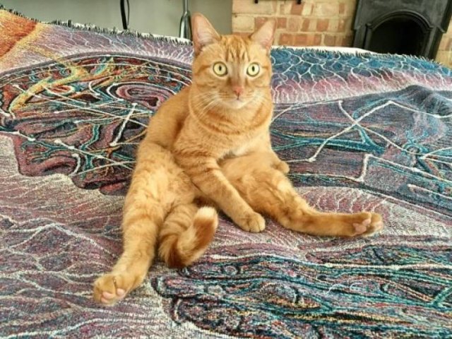 Unusual Facts About Cats (22 pics)