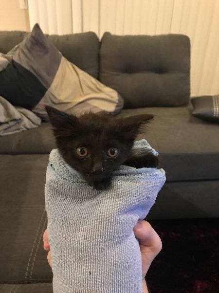 Unusual Facts About Cats (22 pics)