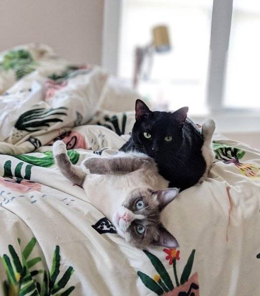 Unusual Facts About Cats (22 pics)