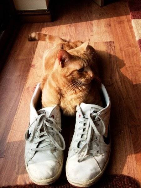 Unusual Facts About Cats (22 pics)
