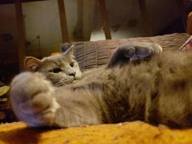 Unusual Facts About Cats (22 pics)