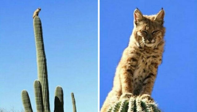 Unusual Finds In The Desert (23 pics)